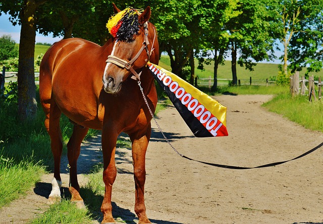 美国队显然 美国队显然